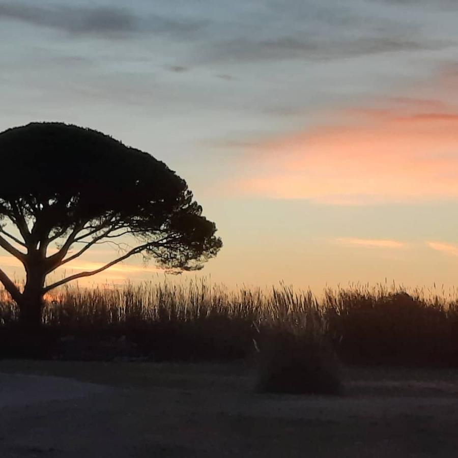 Le Mas De Mon Pere Saintes-Maries-de-la-Mer Exteriér fotografie